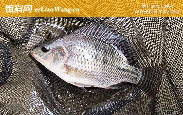 罗非鱼生活在什么地方？4步告诉你答案