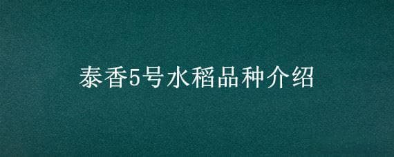 泰香5号水稻品种介绍
