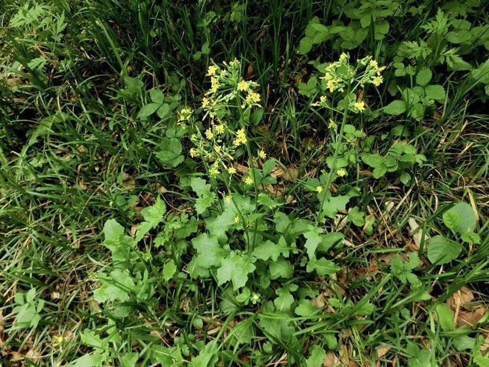 农村的4种"还魂草"：从春季野菜到遇水复活的神奇植物