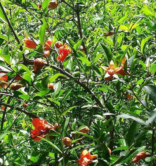 石榴树什么季节开花结果？石榴树开花结果时间和季节是什么？