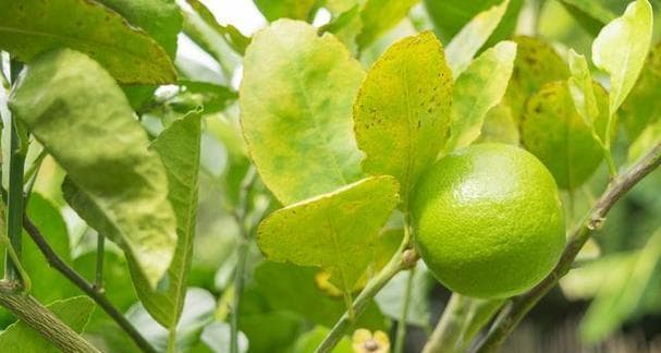 探究镁元素在植物生长中的重要作用
