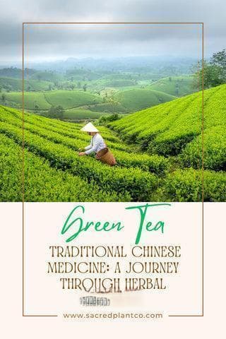 绿茶在传统中药中的应用：草药智慧之旅