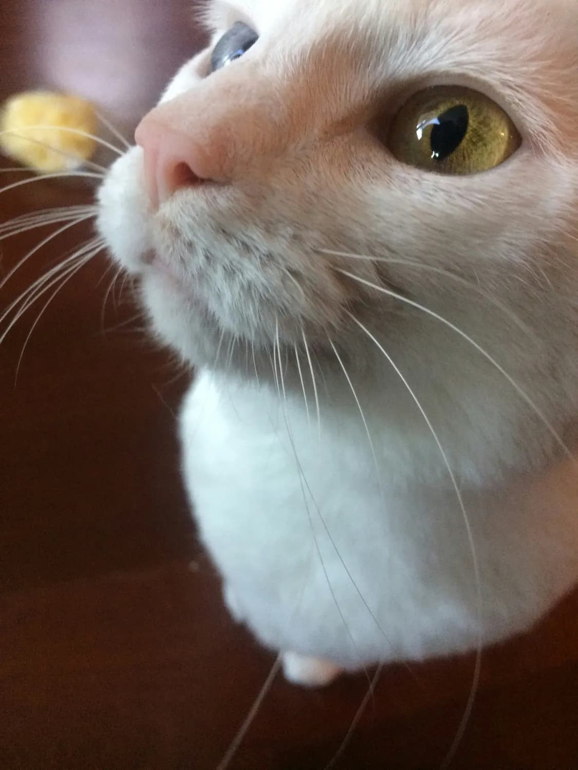 猫咪吃脆芒果，你敢尝试吗？