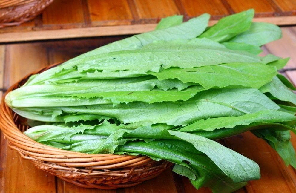 油麦菜：绿色健康的守护者