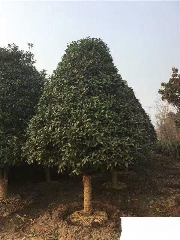 朱砂桂的养殖方法和注意事项