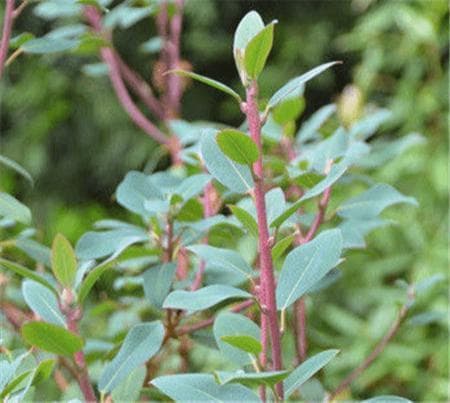 兴安杜鹃：一种珍贵的野生植物