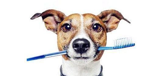 如何为宠物犬清洗眼睛？（详细教你清洁你家狗狗的眼睛，让它更健康和舒适）