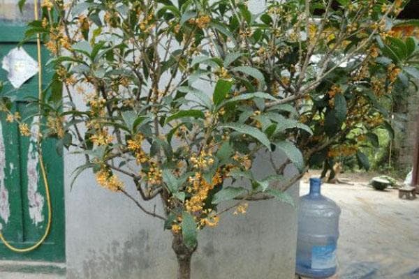 桂花叶子一碰就掉怎么办？详解补救方法与养护技巧