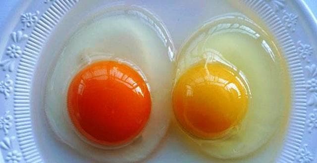林下散养鸡，蛋黄为何发白？专家给出答案……