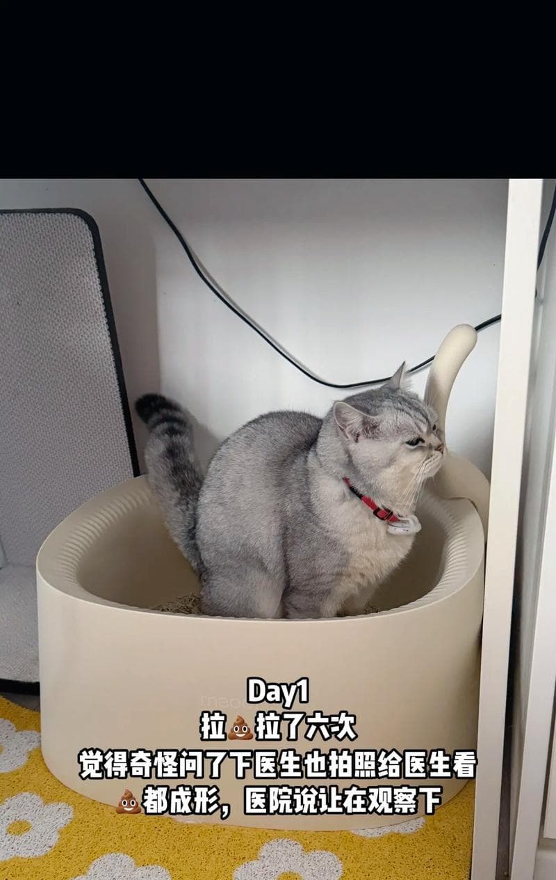 猫必须打疫苗吗？猫打疫苗的重要性与好处