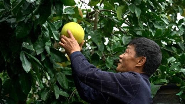 四川乡村产业带头人詹本宣：农文旅激活春风村“一池春水”