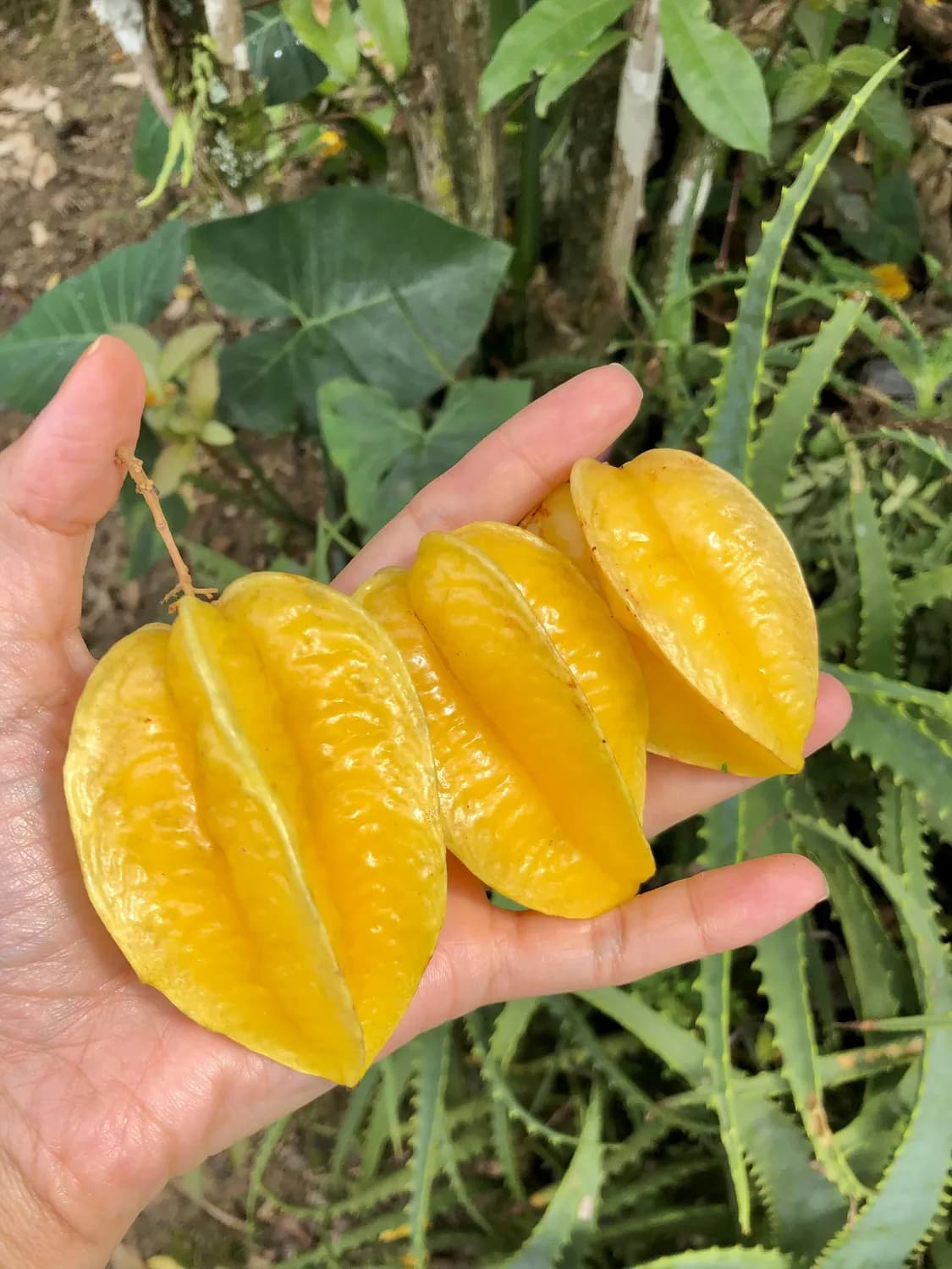 秋冬吃杨桃，如何挑到最新鲜的？