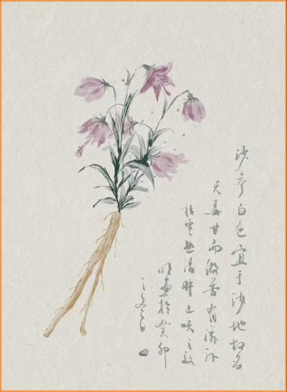 齐鲁道地药材——鲁十味之北沙参