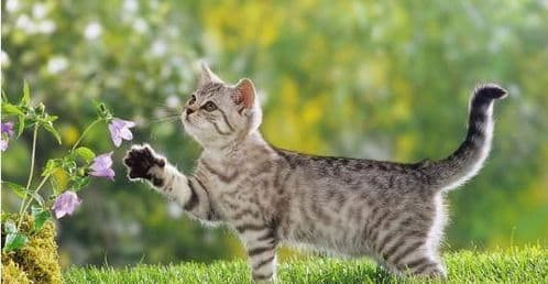 猫咪咕咕不停，可能是饿了或想玩耍。