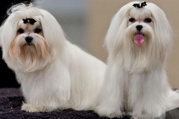 马尔济斯犬：欧洲贵族宠物犬的优雅与灵动