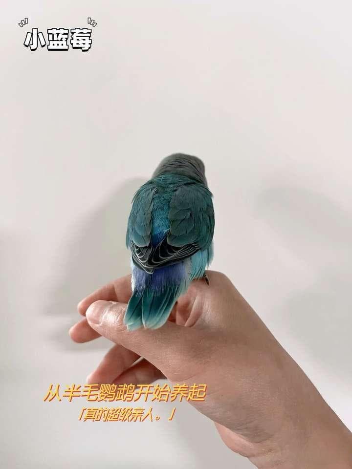 新手养鹦鹉必看丨鹦鹉养一只还是两只？