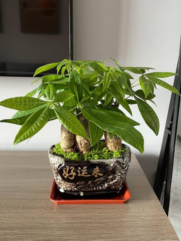 发财树用什么土养好？从土壤选择到换盆技巧全攻略