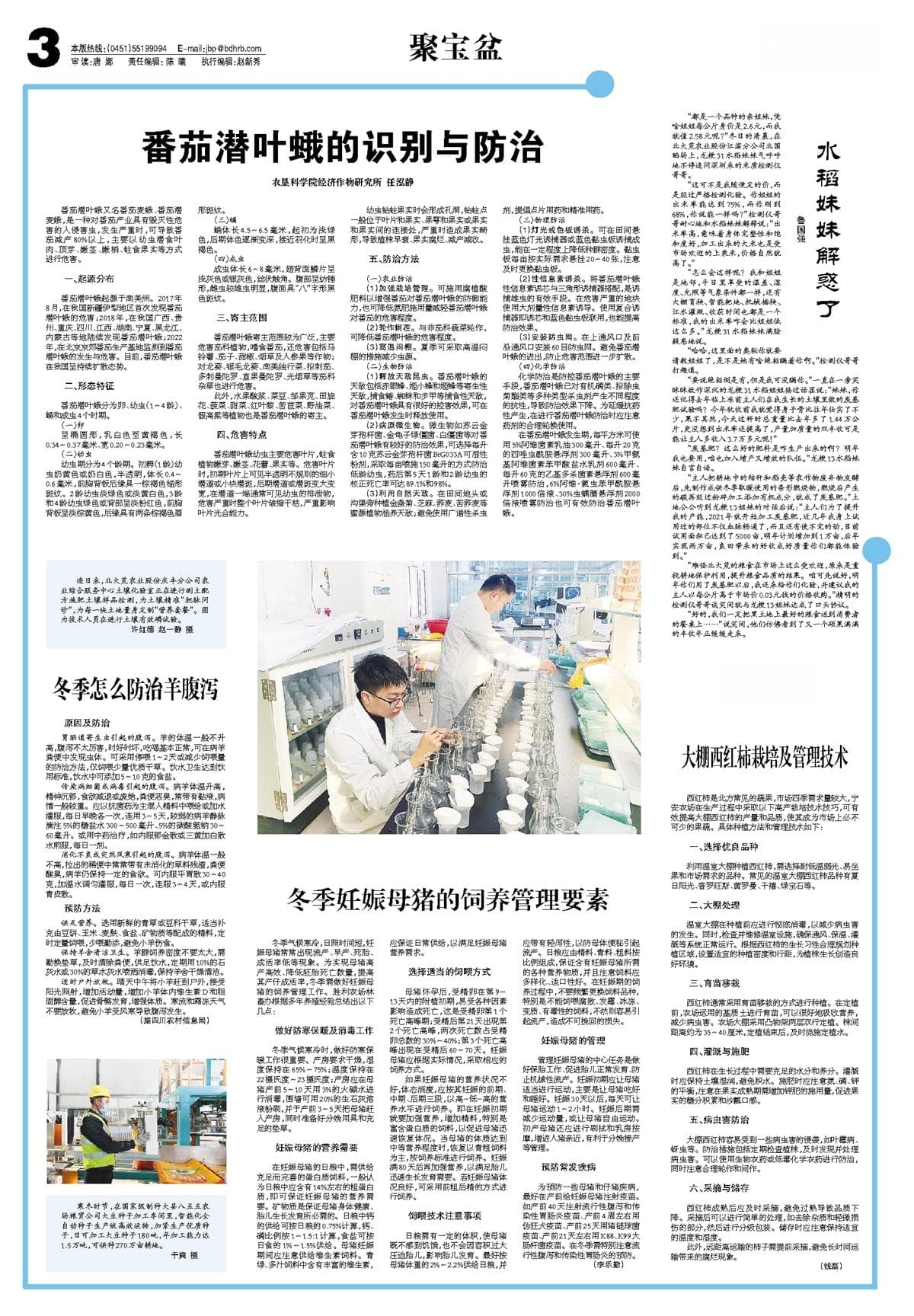 大棚西红柿栽培及管理技术