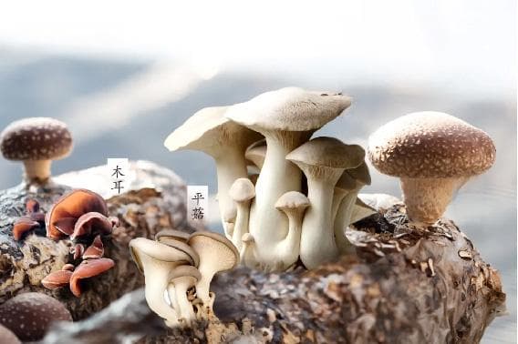 各种食用菌生长环境，有什么不同