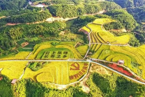 油菜种植时间收获时间产区几成熟收割好