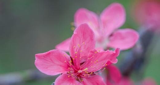 桃花象征着什么意义？桃花在文化中代表了哪些美好寓意？