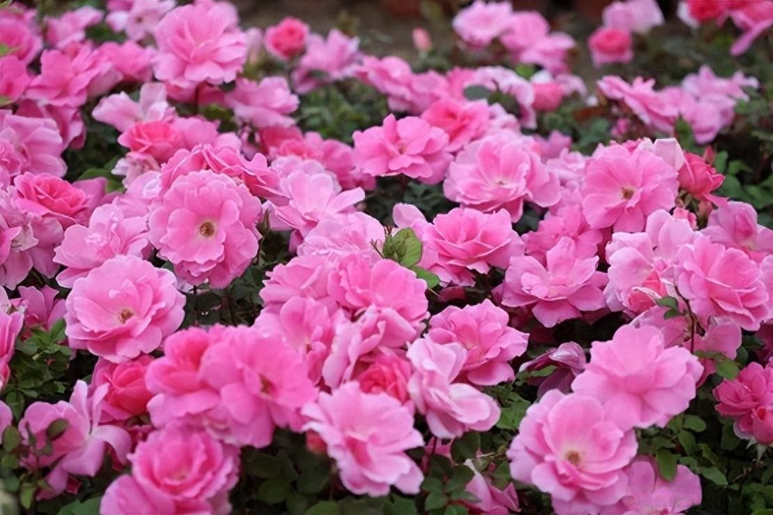 10种月季花，颜值高、开花多，花香浓郁，让阳台美成“花海”！