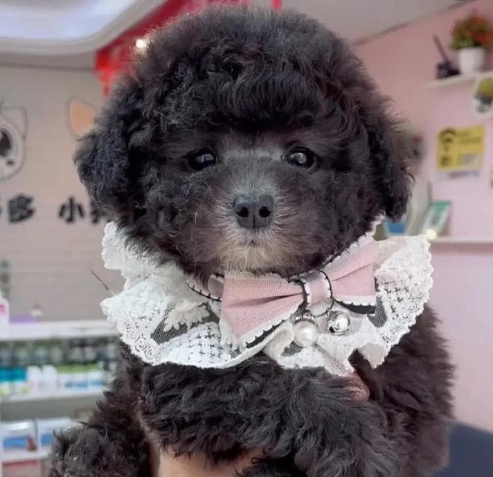 泰迪犬（温顺可爱、适应能力强的泰迪犬在家庭生活中表现如何？）