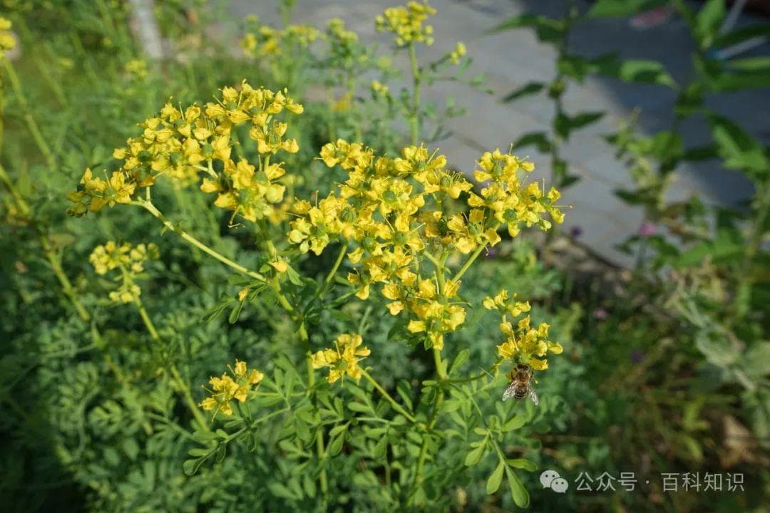 明辨“大头菜”