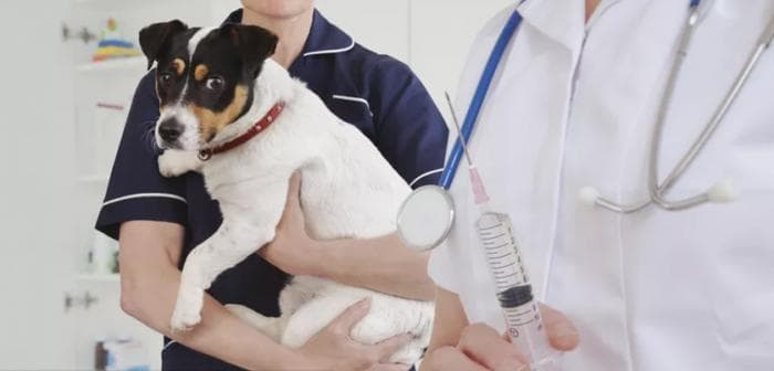 人二倍体与Vero细胞：谁才是狂犬病疫苗的优选？
