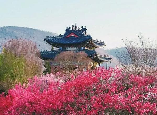 中国十大赏梅胜地，这个春天不要错过