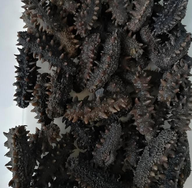 海参煮多久才好吃？这份详细指南让你秒变大厨