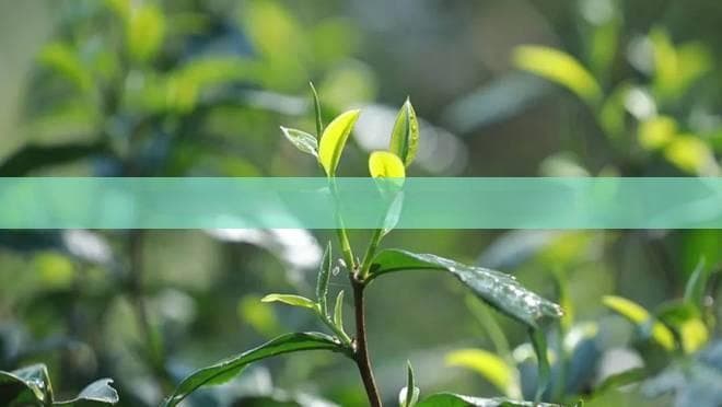 蜂巢茶饮：从营养价值到饮用方法的全面指南
