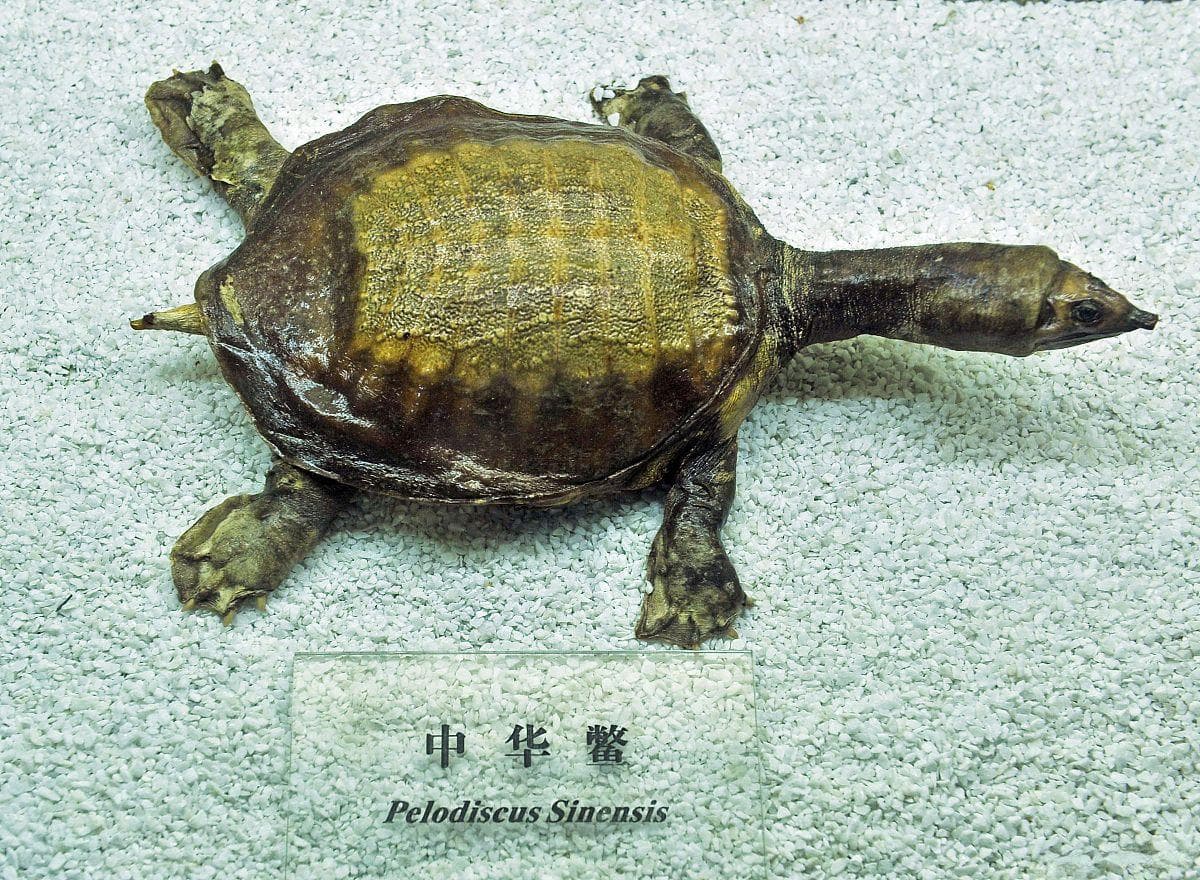 甲鱼养殖全攻略：环境、饲料、疾病防治三大关键