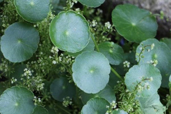 铜钱草种植技术和方法