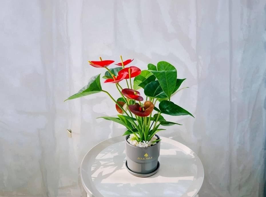 办公室花卉｜耐阴耐旱的紫叶子草，花期长达8个月，办公室能养它？