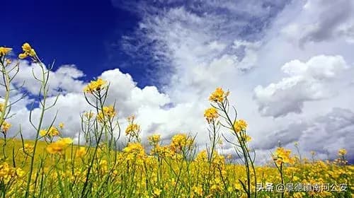描写油菜花的诗句：从唐至清的17首古诗词