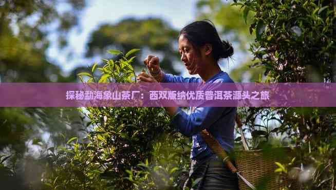 勐海象山茶厂：西双版纳普洱茶的匠心传承与品质保证