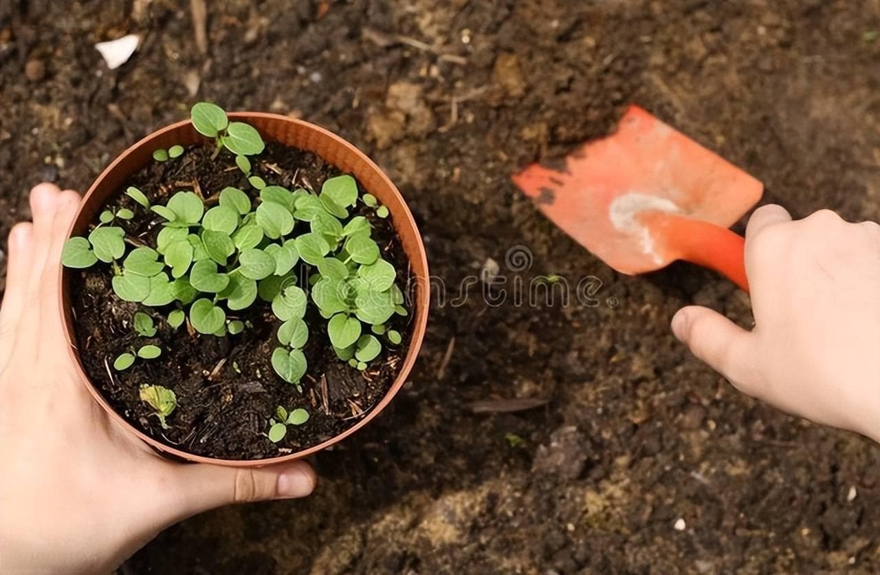 生根粉配多菌灵可灌根，但需控制剂量与使用时机