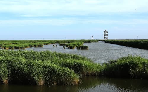 曹妃甸湿地景区：北方独有、全国罕见的滨海湿地