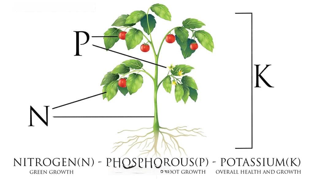了解常见的 NPK 比率：有效施肥的综合指南