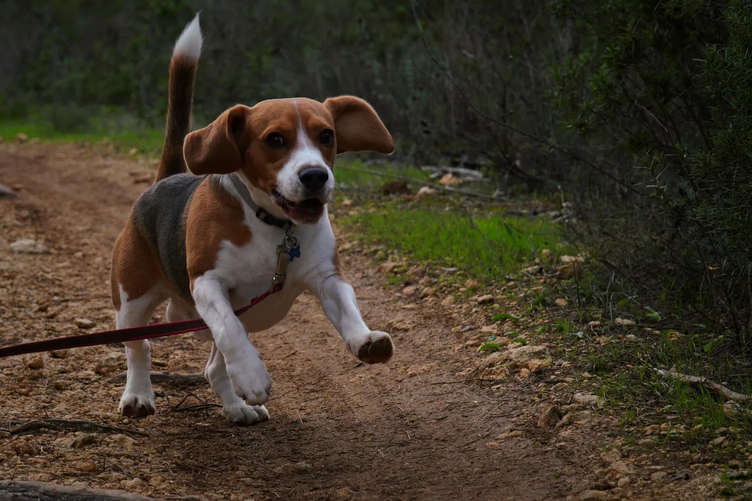 比格犬：运动小能手，陪你玩转每一天！