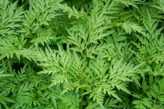 艾草是什么科的植物，艾草怎么种植？多功能草药植物的种植