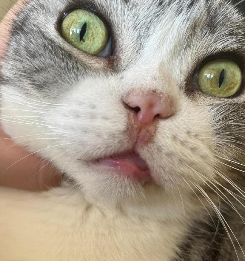 解析猫咪突然呕吐的原因及缓解方法