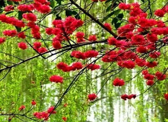 三首咏柳五言律诗，李白浪漫，鱼玄机委婉，李峤咏物抒情