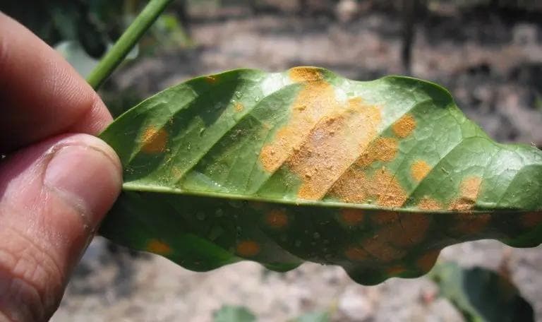 咖啡锈病：症状、原因、周期和解决方案