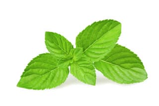 薄荷的养殖方法与食用功效