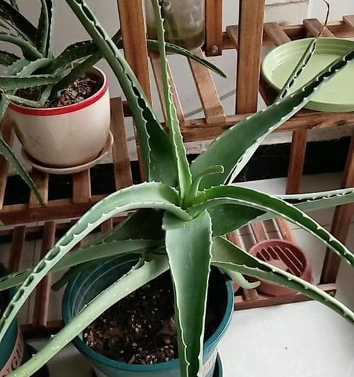 芦荟的生长环境及适应性（探究芦荟在各种环境下的生长条件）