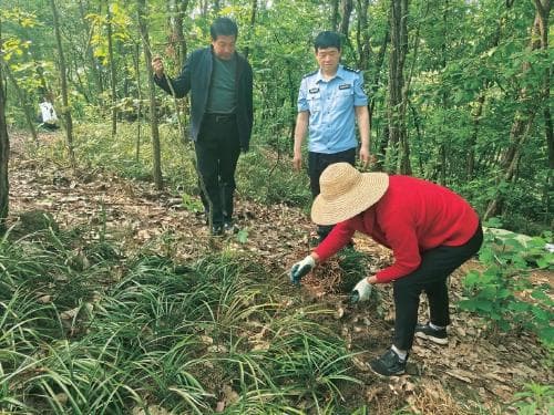 若从山中来 莫带兰花草 ——破坏野生兰草资源系列案件解析