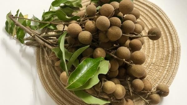 桂圆泡水喝：去壳还是不去壳？揭秘桂圆的多重健康益处！
