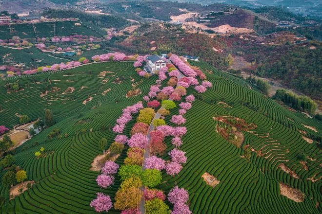 2025赏花地图，1月-12月重磅花海，春夏秋冬都有花期，真的太全了